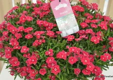 Sherisé is a new garden carnation, which the consumer can prune back nicely with the lawnmower> This flowery ground cover will comes back even bigger and fuller.